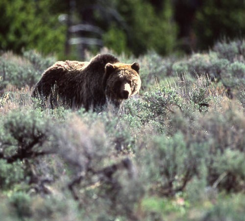 Grizzly Bear