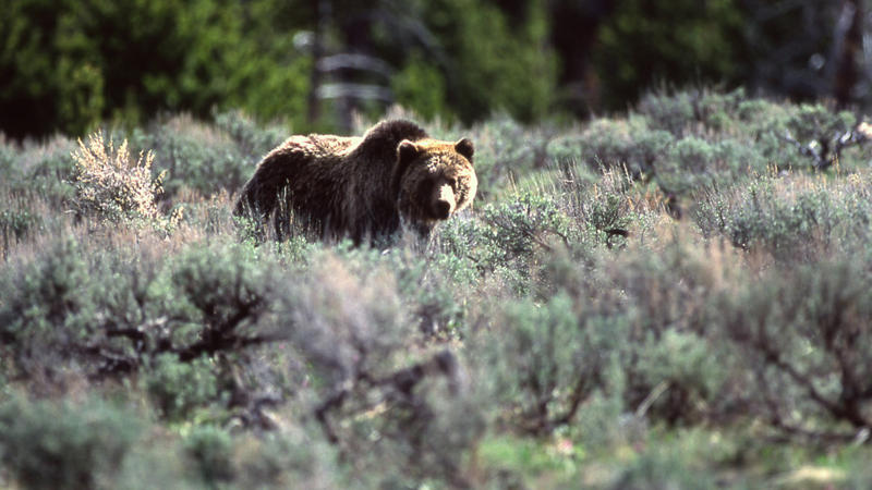 Feds again consider reintroducing grizzlies to North Cascades