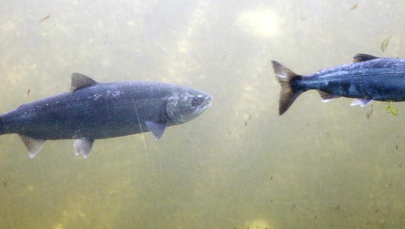 Coho salmon, left, and Chinook salmon, swim past viewing windows at a fish ladder at the Ballard Locks in Seattle. CREDIT: Elaine Thompson / AP