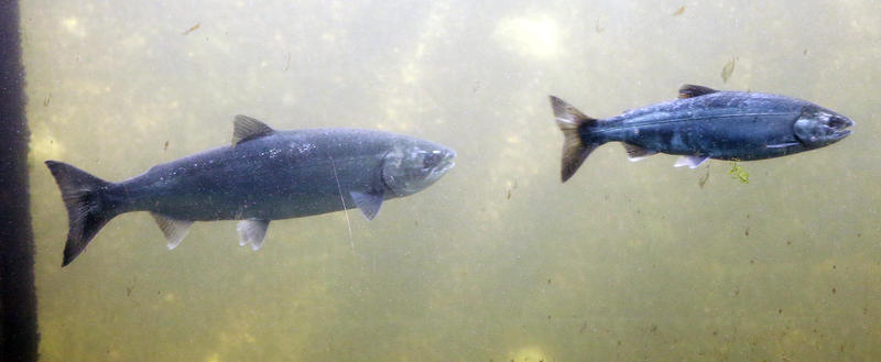 Coho salmon, left, and Chinook salmon, swim past viewing windows at a fish ladder at the Ballard Locks in Seattle. CREDIT: Elaine Thompson / AP