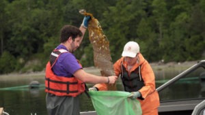 Stephen Schreck (left) and Ryan Cox of Puget Sound Restoration Fund collect kelp samples. CREDIT: GREG DAVIS