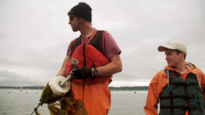 Brian Allen (left) and Ryan Cox of the Puget Sound Restoration Fund pull kelp lines on Hood Canal. CREDIT: GREG DAVIS