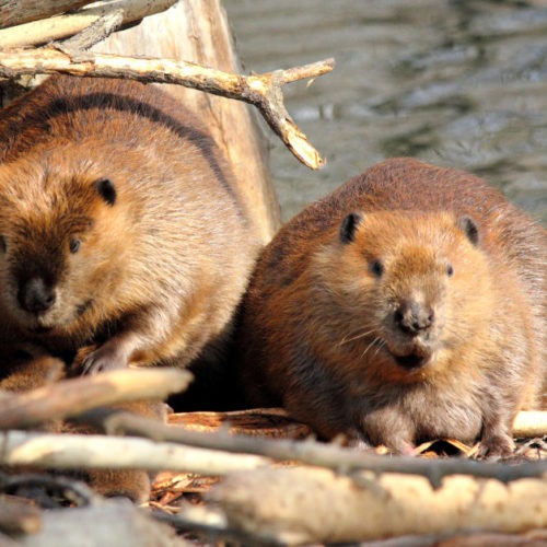 Beavers stock photo