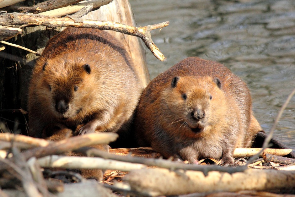 Beavers stock photo