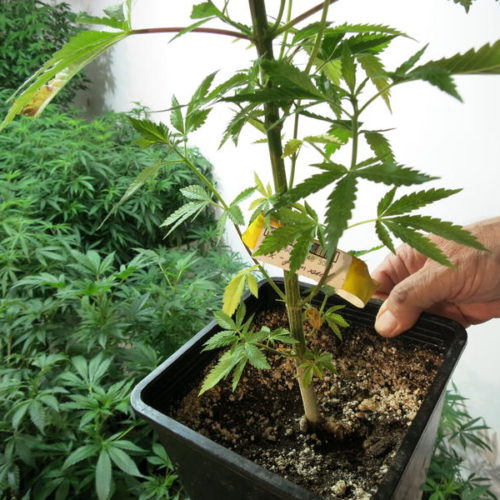 Marijuana plant - KUOW