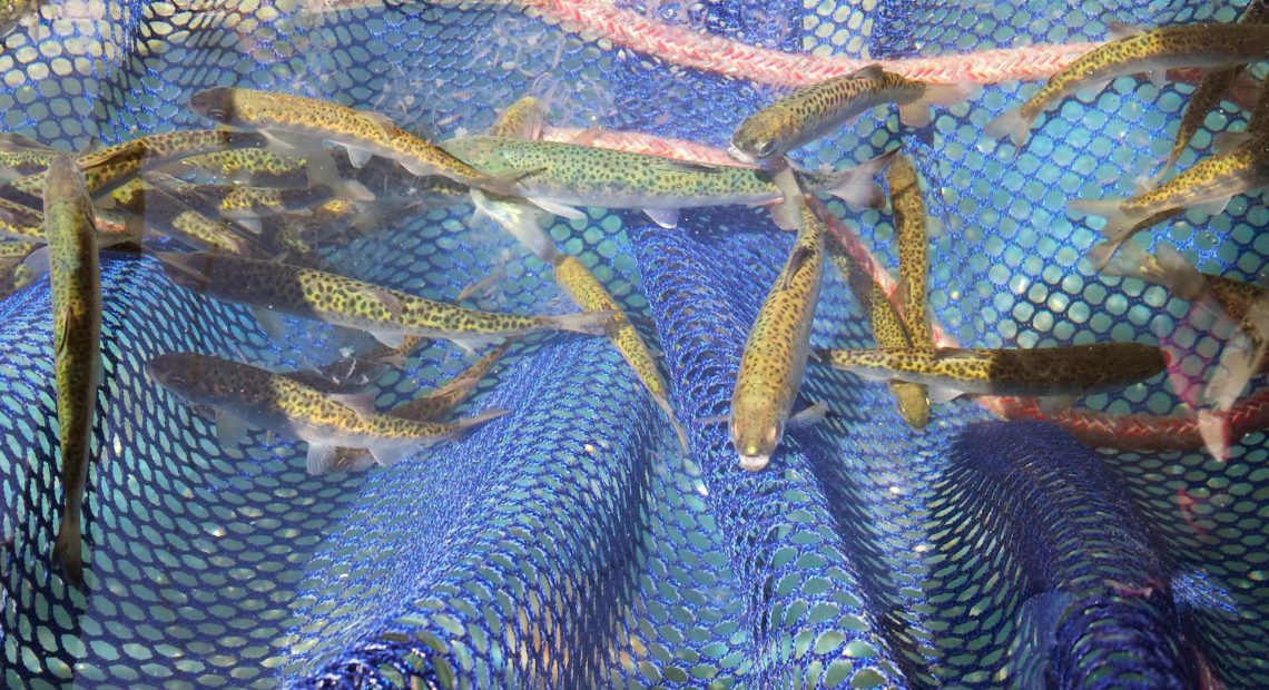 Juvenile salmon captured for sampling and analysis in the Salish Sea Marine Survival Project.