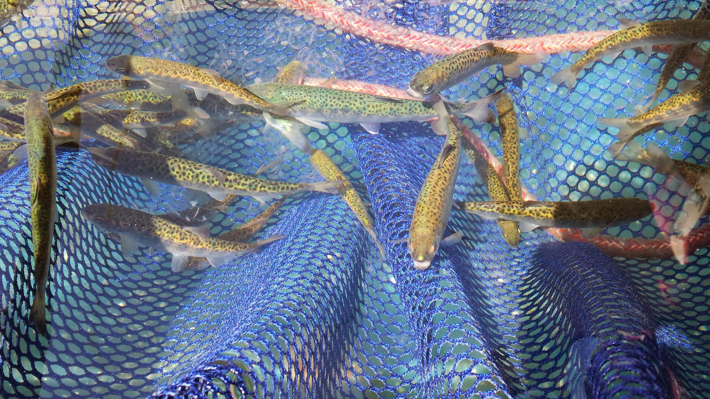 Juvenile salmon captured for sampling and analysis in the Salish Sea Marine Survival Project.