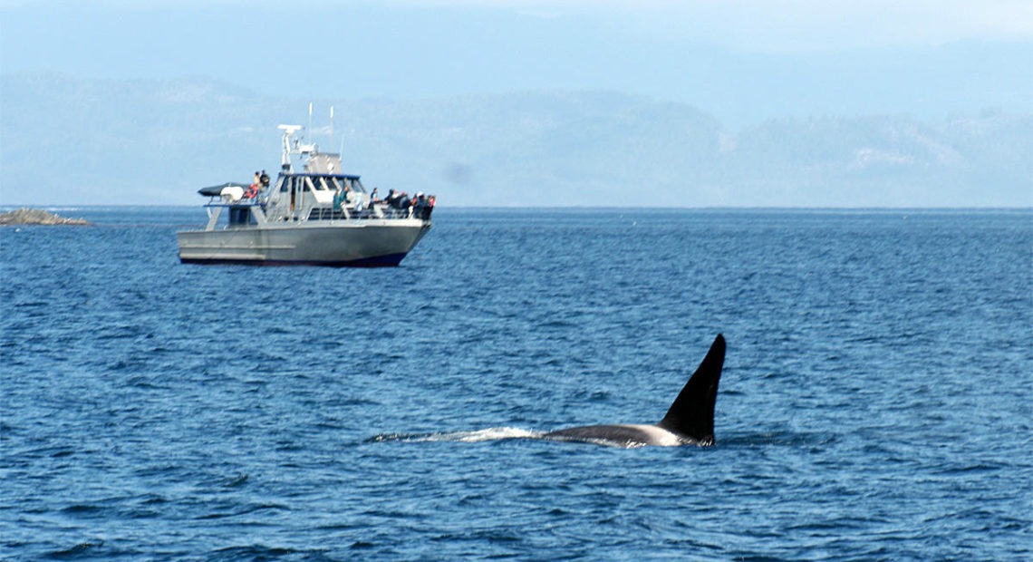 File photo. A bill in the Washington Senate would require boats to slow down when they are in the vicinity of endangered Southern Resident Killer Whales. CREDIT: RUTH HARTNUP