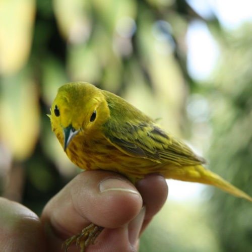 Can migratory birds survive rapid climate change? The answer may be in their genes