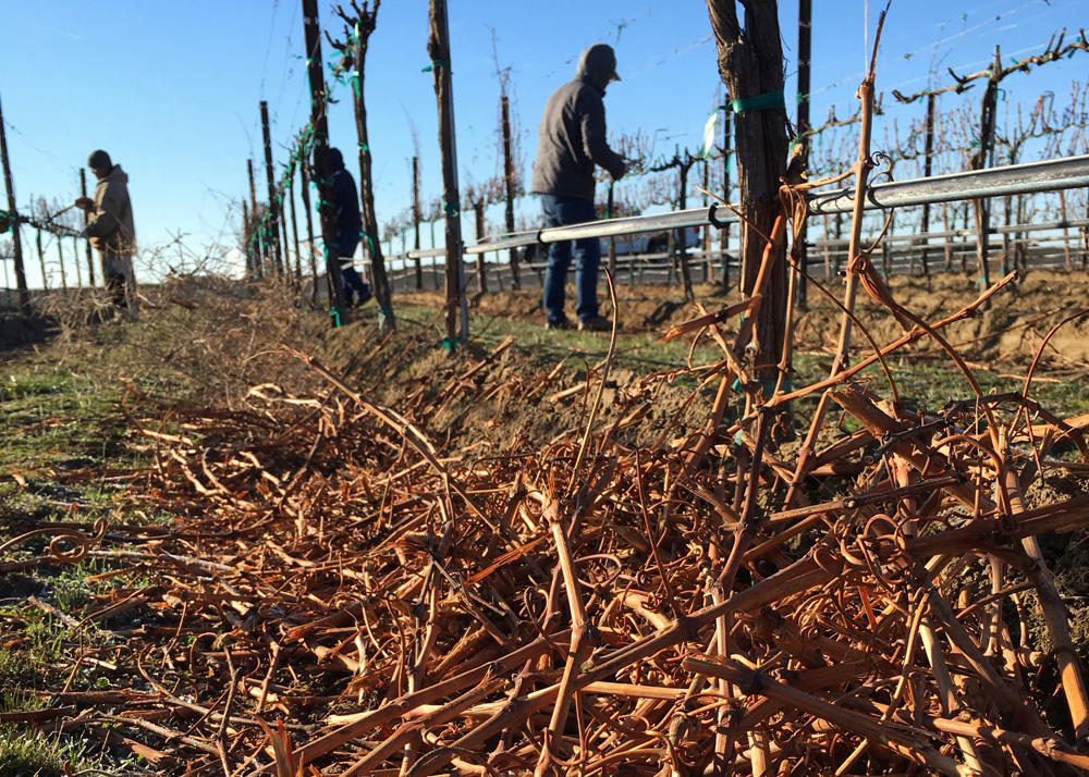Workers prune back grape vines at McNary Vineyard outside of Plymouth, Washington. CREDIT: ANNA KING