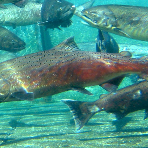 Adult fall Chinook salmon in the Priest Rapids Hatchery. CREDIT: PACIFIC NORTHWEST NATIONAL LABORATORY