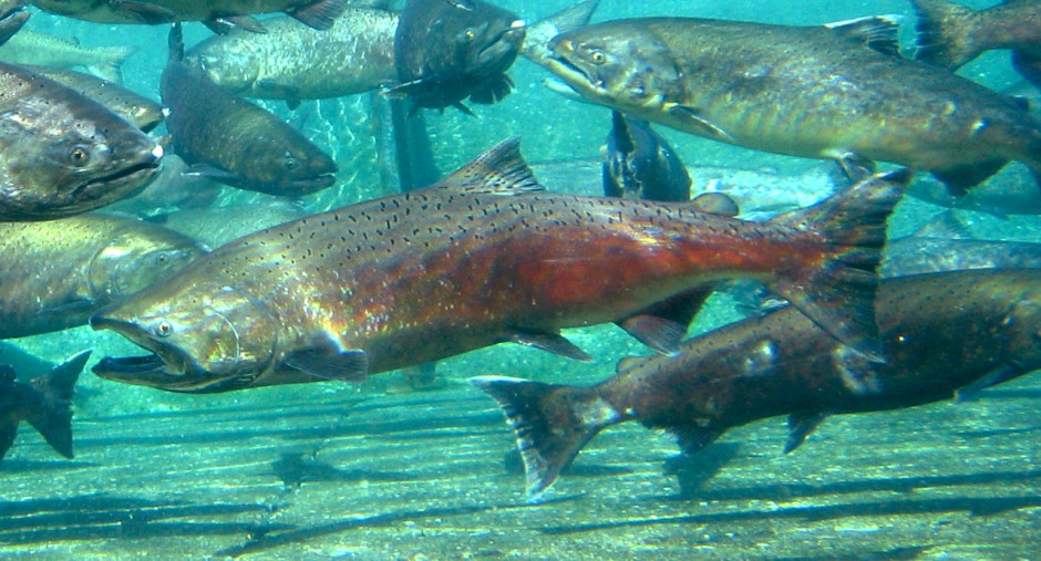Adult fall Chinook salmon in the Priest Rapids Hatchery. CREDIT: PACIFIC NORTHWEST NATIONAL LABORATORY