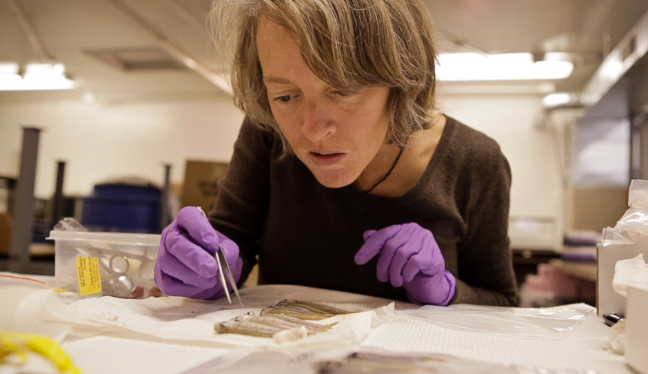 Jenifer McIntyre, WSU researcher, scrutinizes juvenile coho salmon that had been exposed to stormwater in this 2012 file photo. CREDIT: KATIE CAMPBELL