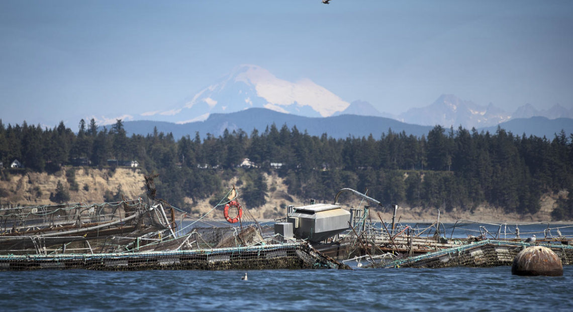 What appears to be a destroyed net pen at Cooke Aquaculture's facility on Cypress Island is shown on Tuesday, August 22, 2017. CREDIT: MEGAN FARMER/KUOW