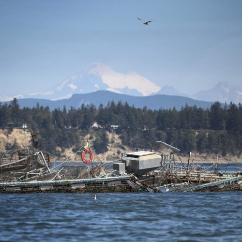 What appears to be a destroyed net pen at Cooke Aquaculture's facility on Cypress Island is shown on Tuesday, August 22, 2017. CREDIT: MEGAN FARMER/KUOW