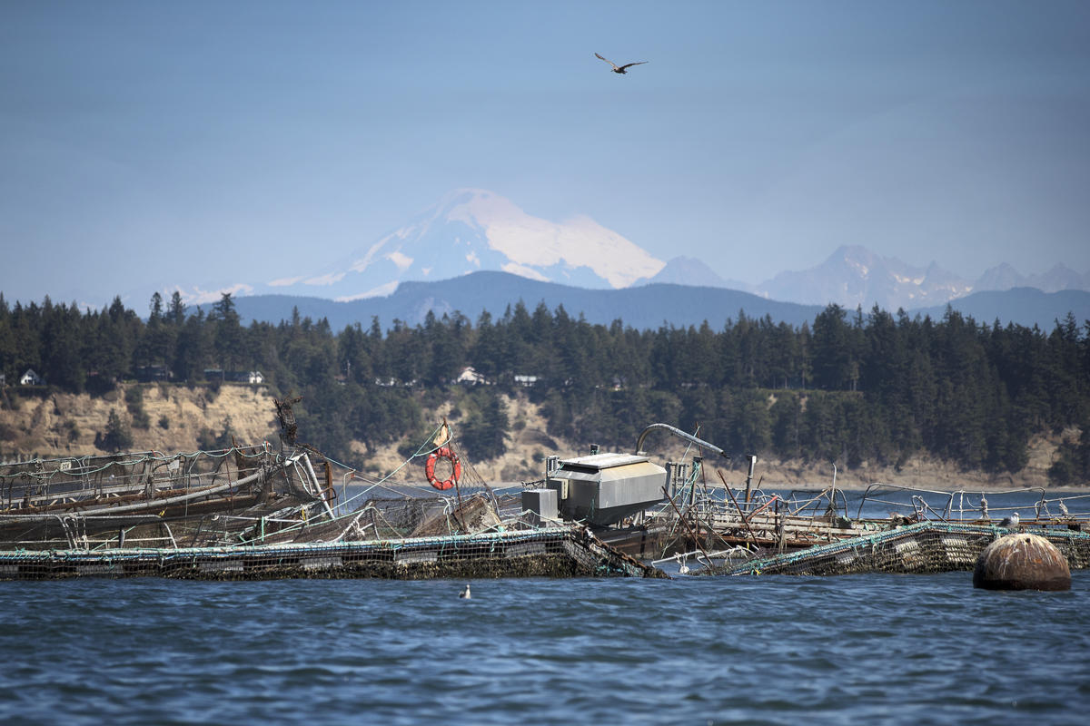 What appears to be a destroyed net pen at Cooke Aquaculture's facility on Cypress Island is shown on Tuesday, August 22, 2017. CREDIT: MEGAN FARMER/KUOW