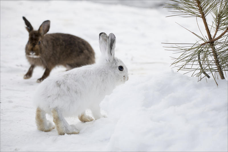 Snowshoe hares at a University of Montana research facility.