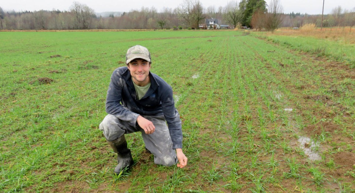 Farmer Evan Mulvaney in a soggy field of triticale, a hybrid of wheat and rye grown for fodder. CREDIT: TOM BANSE / NORTHWEST NEWS NETWORK