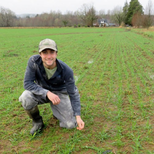 Farmer Evan Mulvaney in a soggy field of triticale, a hybrid of wheat and rye grown for fodder. CREDIT: TOM BANSE / NORTHWEST NEWS NETWORK