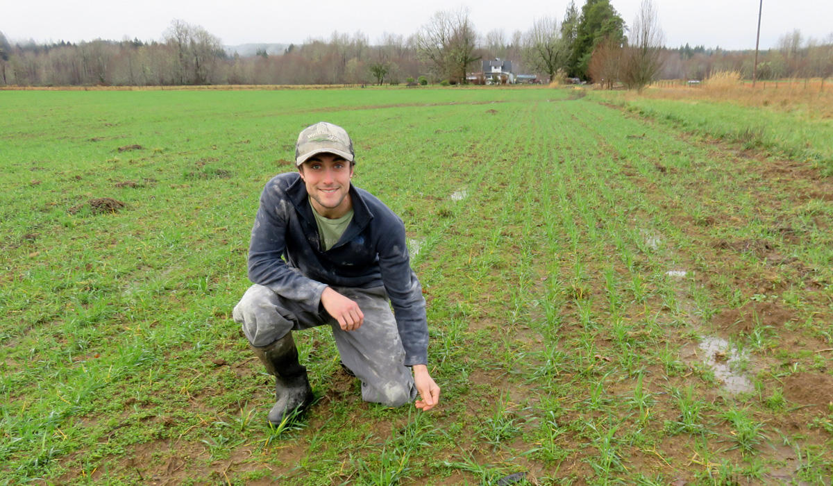 Farmer Evan Mulvaney in a soggy field of triticale, a hybrid of wheat and rye grown for fodder. CREDIT: TOM BANSE / NORTHWEST NEWS NETWORK