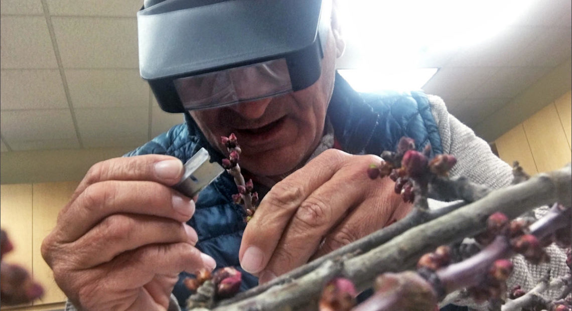 Ric Valicoff slices open tender fruit buds to see how his trees are doing in this arctic cold. CREDIT: ANNA KING