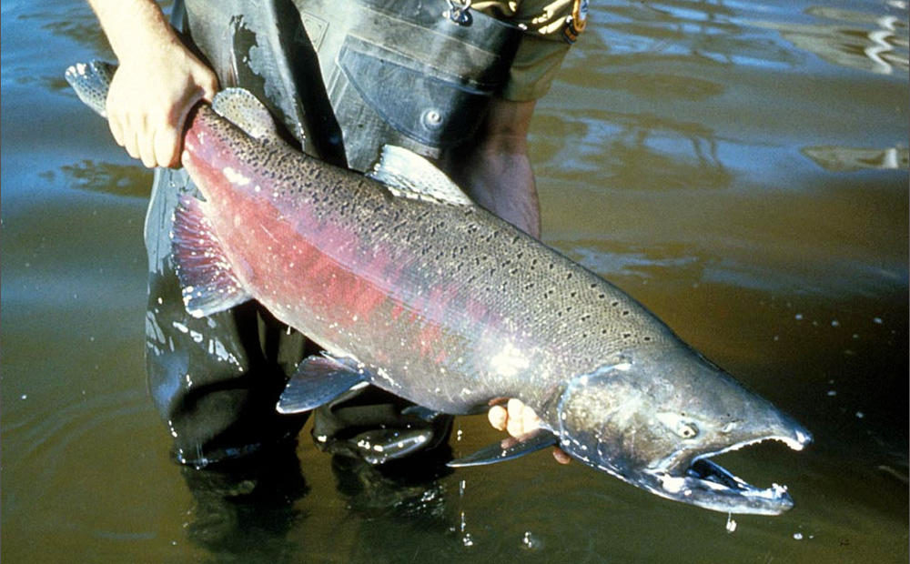 File photo. Wildlife officials expect returns of salmon in Washington state will be low this year. CREDIT: U.S. FISH & WILDLIFE SERVICE