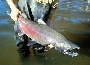 File photo. Wildlife officials expect returns of salmon in Washington state will be low this year. CREDIT: U.S. FISH & WILDLIFE SERVICE