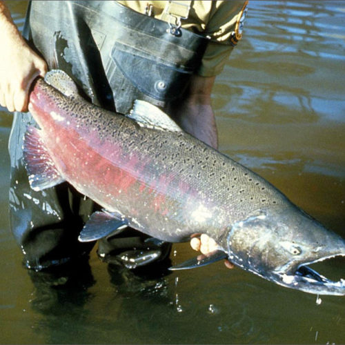 File photo. Wildlife officials expect returns of salmon in Washington state will be low this year. CREDIT: U.S. FISH & WILDLIFE SERVICE