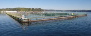Cooke Aquaculture's Atlantic salmon farm near Bainbridge Island, Washington. CREDIT: WASHINGTON DNR