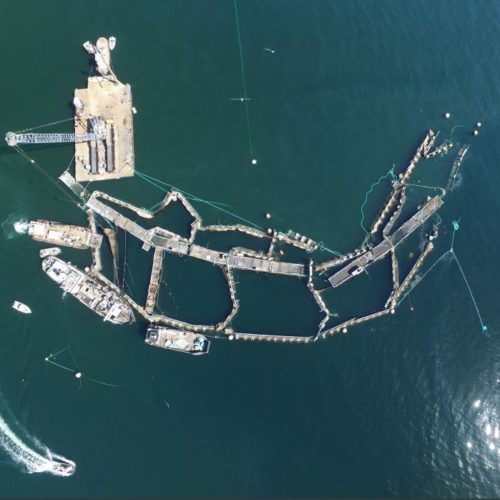 Cooke Aquaculture's ruined Atlantic salmon farm off Cypress Island on Aug. 28. CREDIT: WASHINGTON DNR