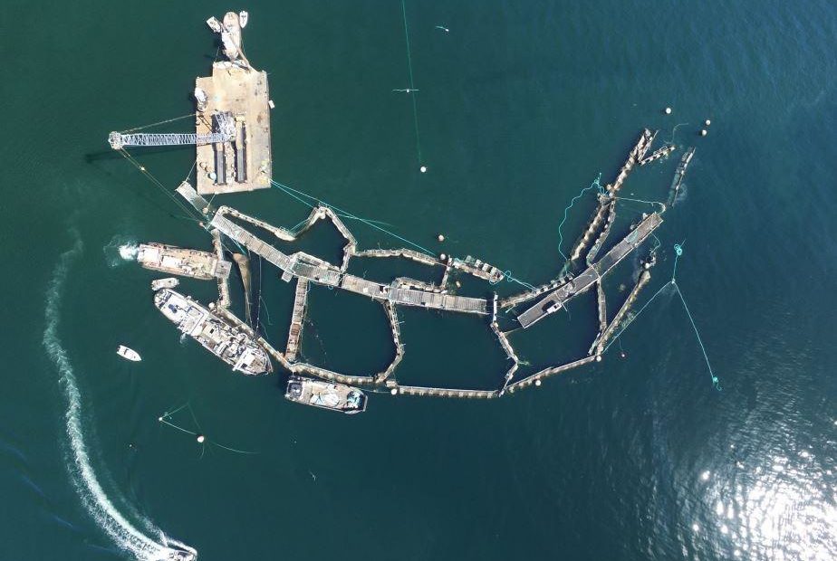 Cooke Aquaculture's ruined Atlantic salmon farm off Cypress Island on Aug. 28. CREDIT: WASHINGTON DNR