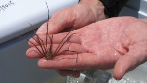 Aquarist Brian Jones caught this arrow crab while collecting specimens from the underwater forest for a new display at the Dauphin Island Sea Lab Estuarium. CREDIT: DEBBIE ELLIOTT/ NPR