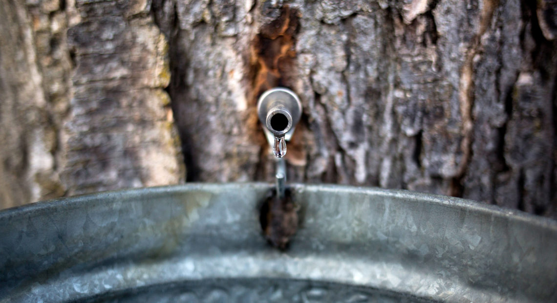 New technologies that replace the traditional bucket and tap method of getting sap from sugar maples may help combat climate change's effect on the trees CREDIT: BRIANNA SOUKUP/PORTLAND PRESS HERALD/GETTY IMAGES