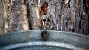New technologies that replace the traditional bucket and tap method of getting sap from sugar maples may help combat climate change's effect on the trees CREDIT: BRIANNA SOUKUP/PORTLAND PRESS HERALD/GETTY IMAGES