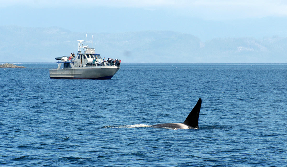 File photo. The Washington Senate passed a bill that would set a speed limit of seven knots for vessels traveling within 400 yards of an endangered killer whale. CREDIT: RUTH HARTNUP / FLICKR