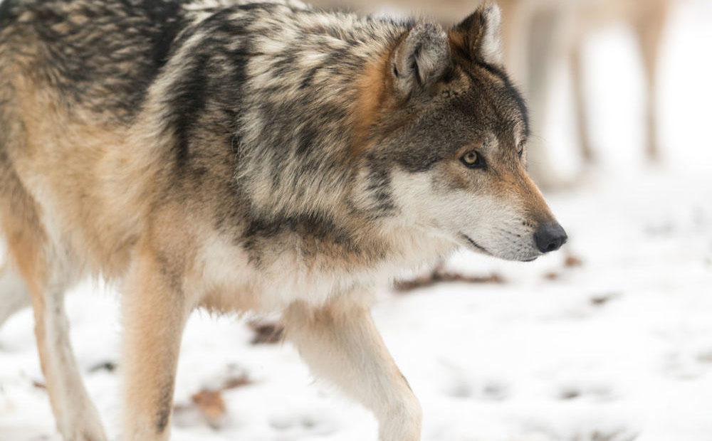 a wolf in the snow