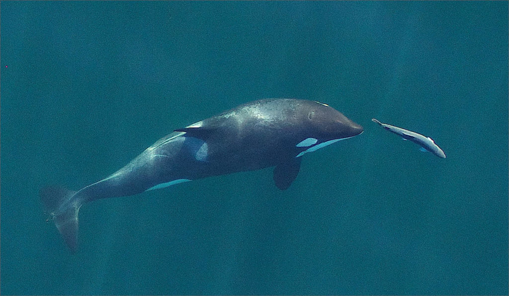 A young resident killer whale chasing a Chinook salmon near Vancouver Island. Image obtained from a small drone that was flown more than 100 feet above the whales for research under NMFS permit #19091.