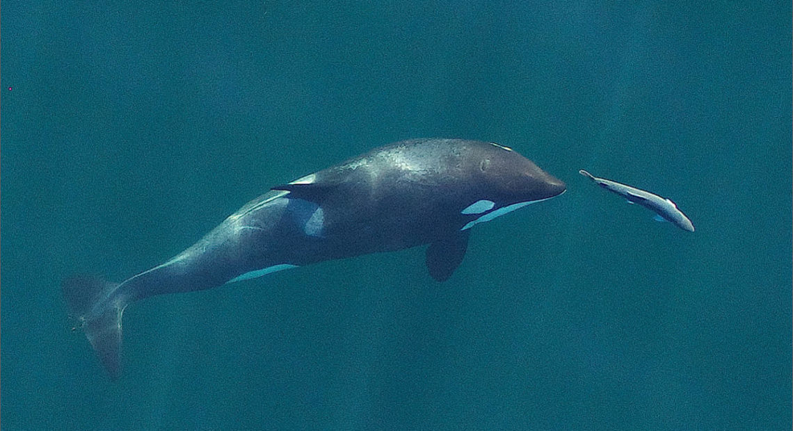 A young resident killer whale chasing a Chinook salmon near Vancouver Island. Image obtained from a small drone that was flown more than 100 feet above the whales for research under NMFS permit #19091.