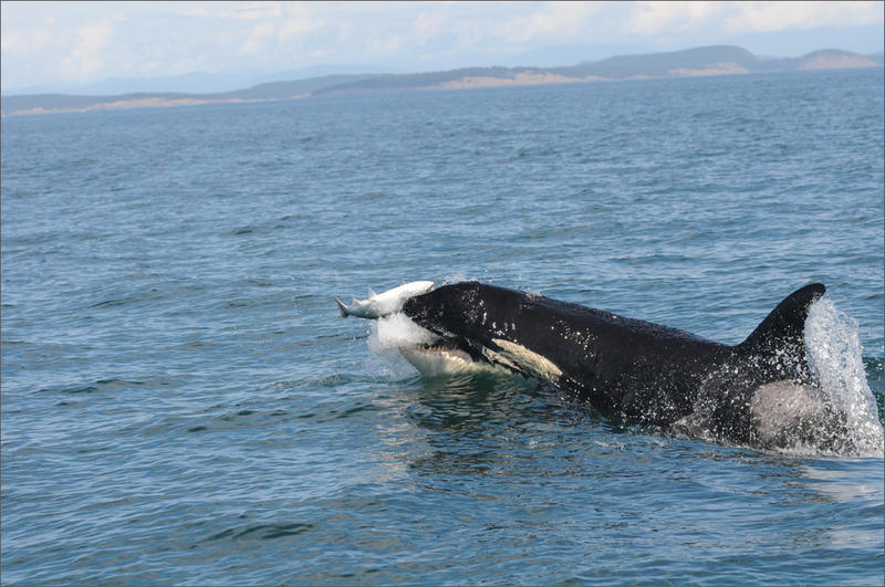 An endangered Southern Resident orca pursues a coho salmon off San Juan Island. CREDIT: CANDICE EMMONS / NOAA FISHERIES/NORTHWEST FISHERIES SCIENCE CENTER