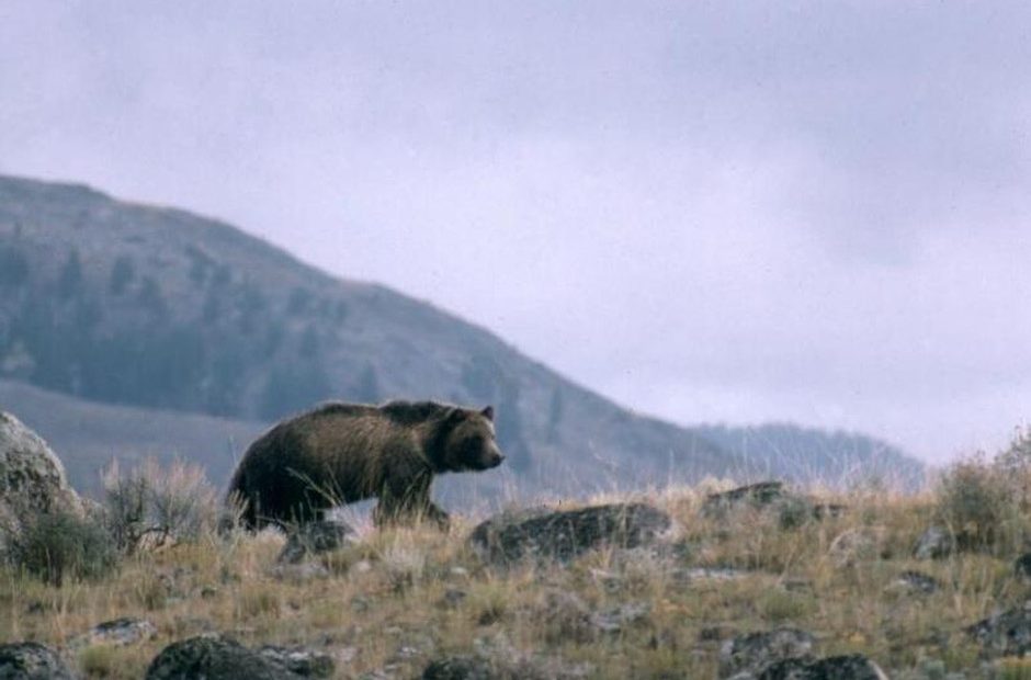 This undated file photo provided by the National Park Service shows a grizzly bear walking along a ridge in Montana.CREDIT: NATIONAL PARK SERVICE