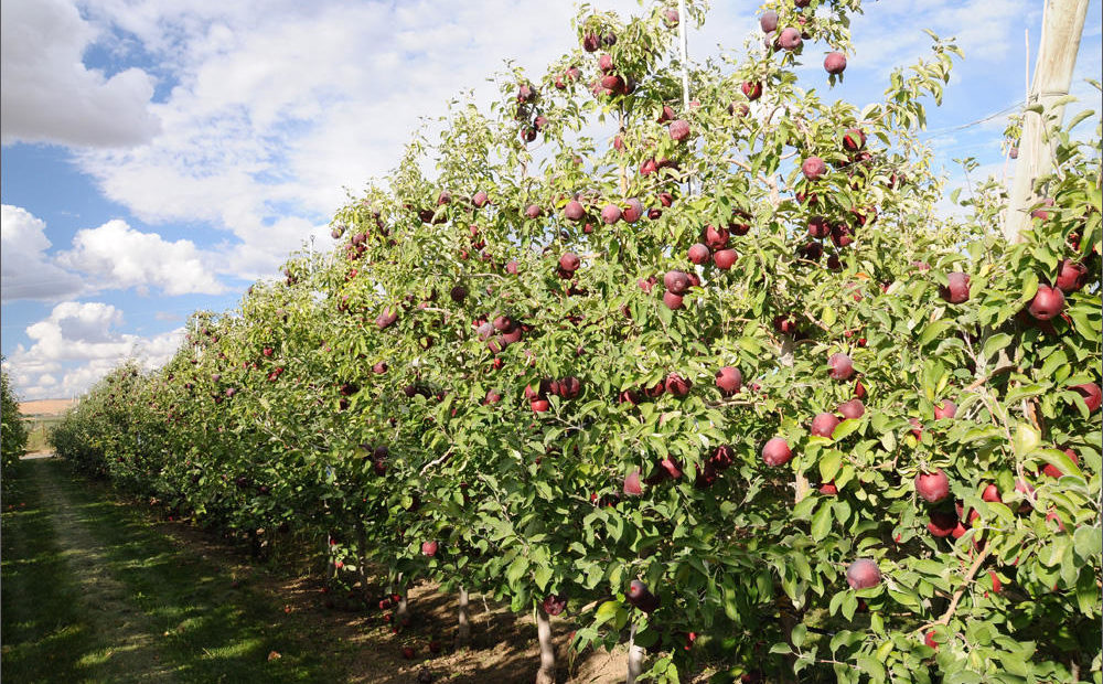 A new apple variety called 'Cosmic Crisp' is at the center of a legal battle involving Washington State University.