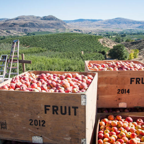 File photo/Washington Apple Commission