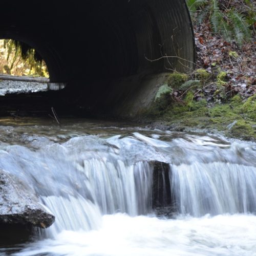 Salmon on their way up from northwest Washington's Skagit River have to leap two feet onto the jagged edge of this pipe to make it to habitat upstream. CREDIT: EILIS O'NEILL/EARTHFIX