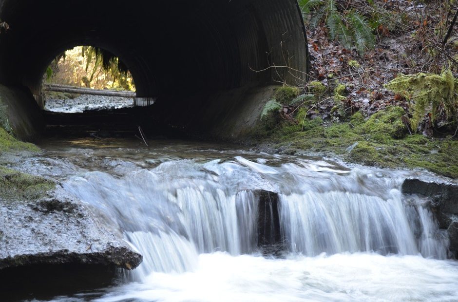 Salmon on their way up from northwest Washington's Skagit River have to leap two feet onto the jagged edge of this pipe to make it to habitat upstream. CREDIT: EILIS O'NEILL/EARTHFIX