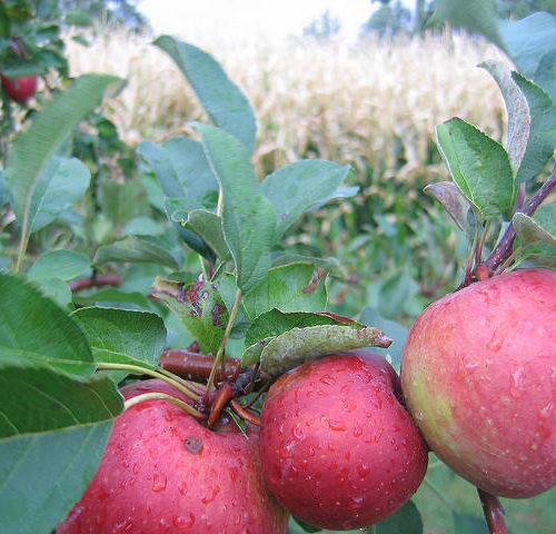 apples stock photo