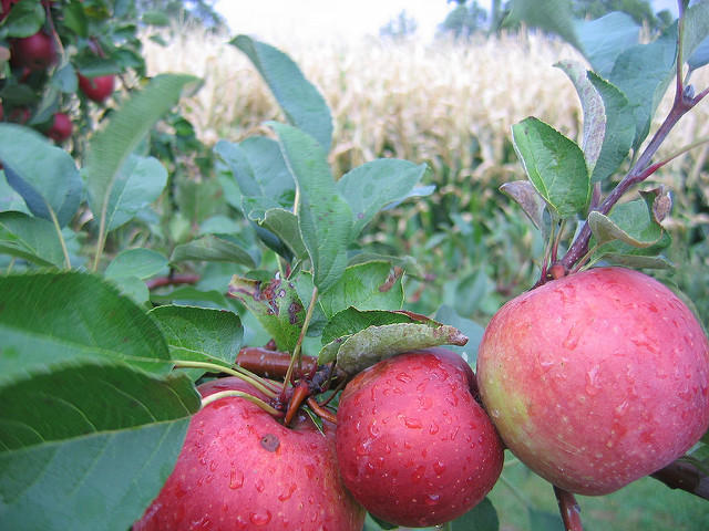 apples stock photo