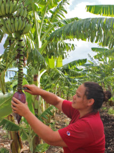 Cheryse Sana, farm co-manager, cuts a banana blossom off a tree at MA'O Organic Farms. CREDIT: DAKOTA KIM