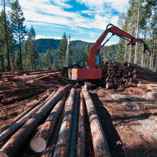 A contractor sorts logs on Oregon Board of Forestry land in southern Oregon. CREDIT: OREGON DEPARTMENT OF FORESTRY