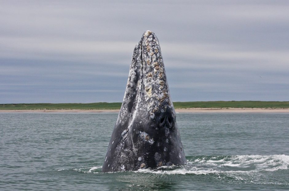 Western gray whale off the northeast coast of Sakhalin Island in the Sea of Okhotsk taken during the 2011 tagging season under the joint effort of A.N. Severtsov Institute of Ecology and Evolution of the Russian Academy of Sciences (IEE RAS) and Oregon State University Marine Mammal Institute in collaboration with the U.S. National Marine Fisheries Service and Kronotsky State Nature Biosphere Reserve. CREDIT: OREGON STATE UNIVERSITY