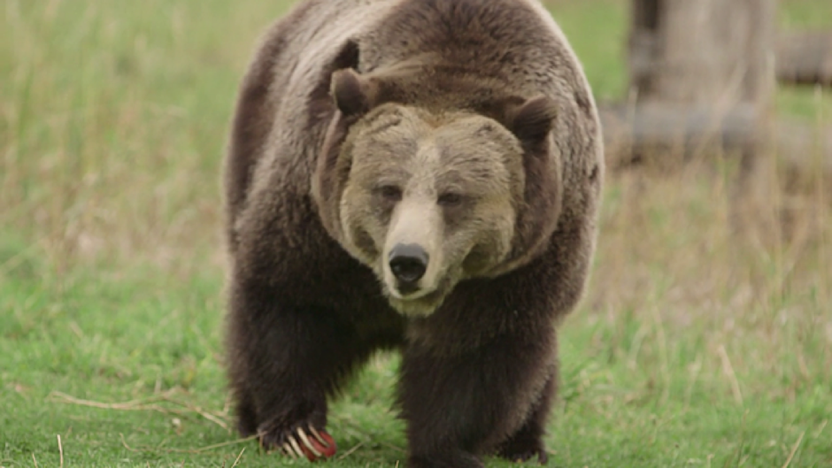 A captive grizzly bear at Washington State University’s Bear Center. Before hibernating, grizzly bears can put on 10 pounds a day. CREDIT: MICHEAL WERNER